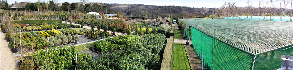 Plants at Riverside Nurseries