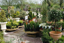 Riverside Nurseries for Traders