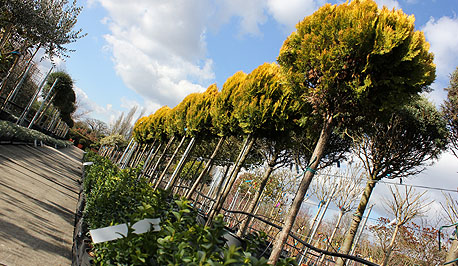 Riverside Nurseries Decidious Trees