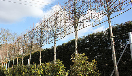 Riverside Nurseries Trees