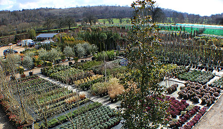 Riverside Nurseries near Maidenhead