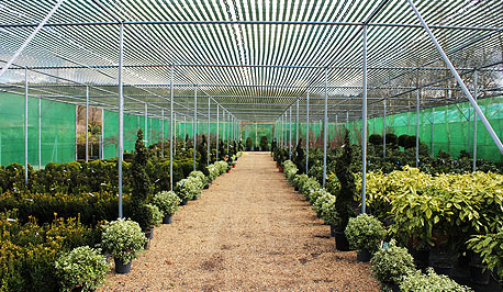 Riverside Nurseries Netted Area